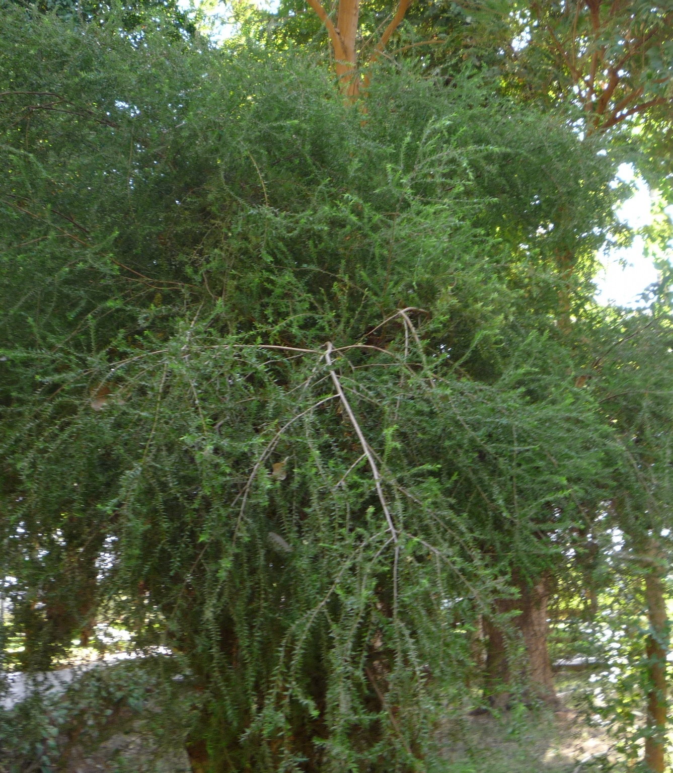 Melaleuca styphelioides